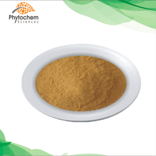 Best selling turkesterone powder ajuga turkestanica extract